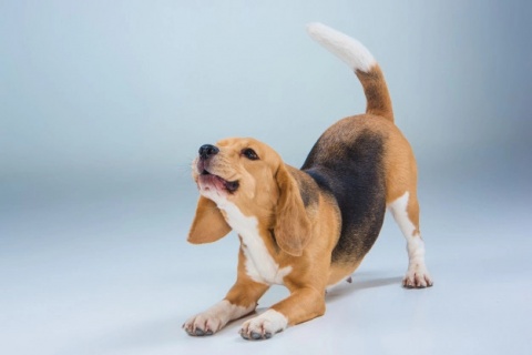 Educateur canin, Comportementaliste canin, éleveur canin et félin,Auxiliaire de santé animale